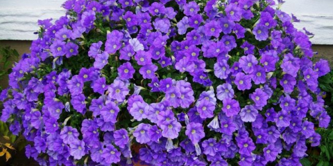 Petúnie v květinovém záhonu: jak krásně zasadit rostliny, možnosti designu